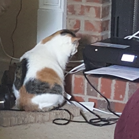 🐈🐾 Follow Game 🐈🐾 Like to play tag & share - Picture 6 of 10